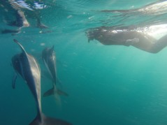 Dolphin Swimming in Kaikoura