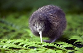 New Zealand Slang for your kiwi tour