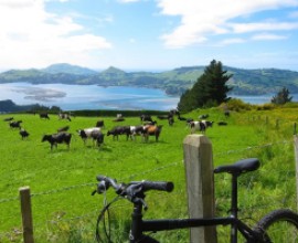 rural cycling in new zealand