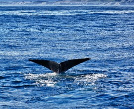 Sperm whales in Kaikoura