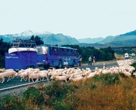 Sheep in New Zealand