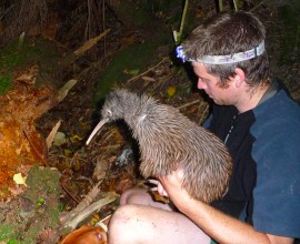 Visit Kiwi birds on the West Coast with Flying Kiwi
