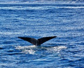 Sperm whales in Kaikoura