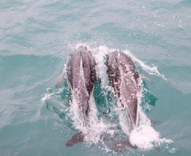 Dolphins in Kaikoura