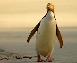 Yellow Eyed Penguins in Dunedin